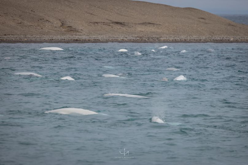 Un branco di balene beluga nell'isola di Prescott