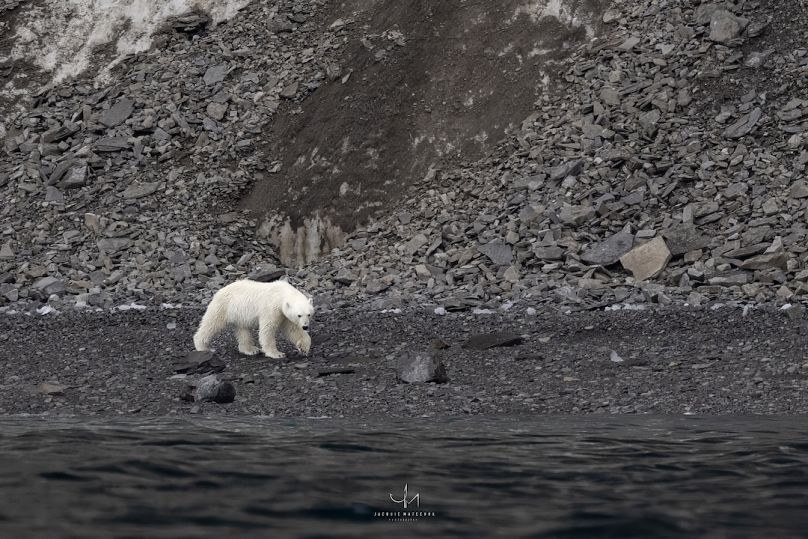 Un orso polare appare a Port Leopold