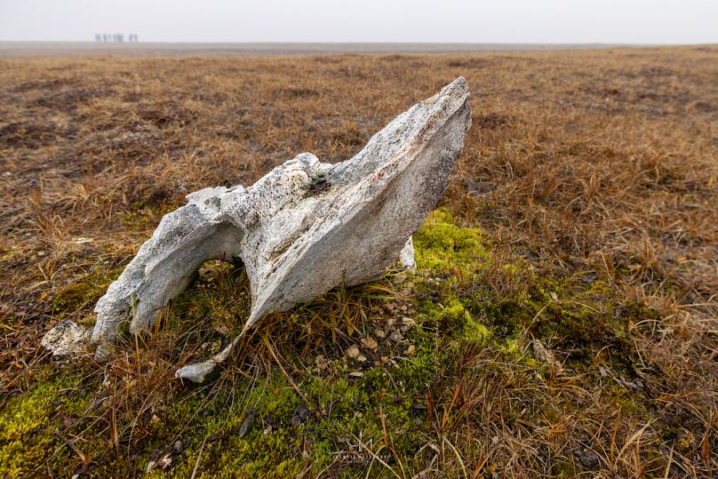  L'osso di balena pietrificato trovato a Pasley Bay