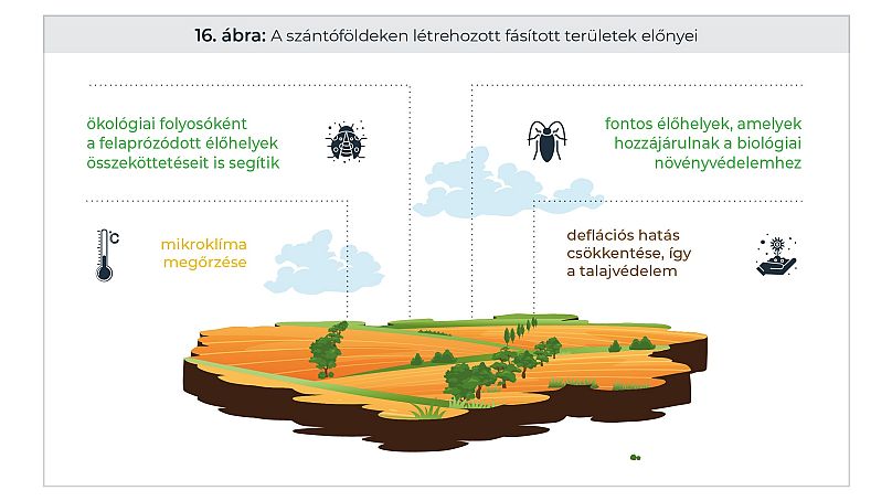 A fásítás előnyei