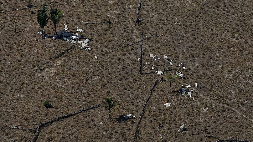 Huge swathes of rainforest are cleared to make pasture for cattle.