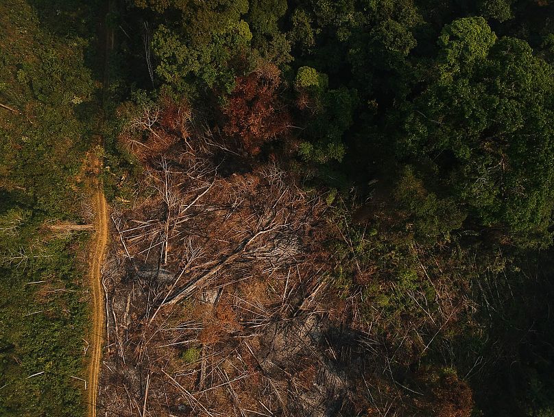 Thousands of acres of rainforest continue to be destroyed each year.