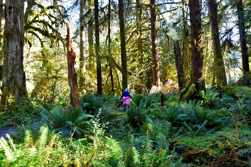 The Hoh Rain Forest in Washington, US