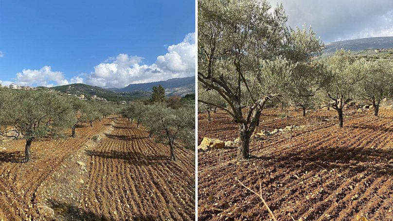 Olive groves in Maimes, southern Lebanon.