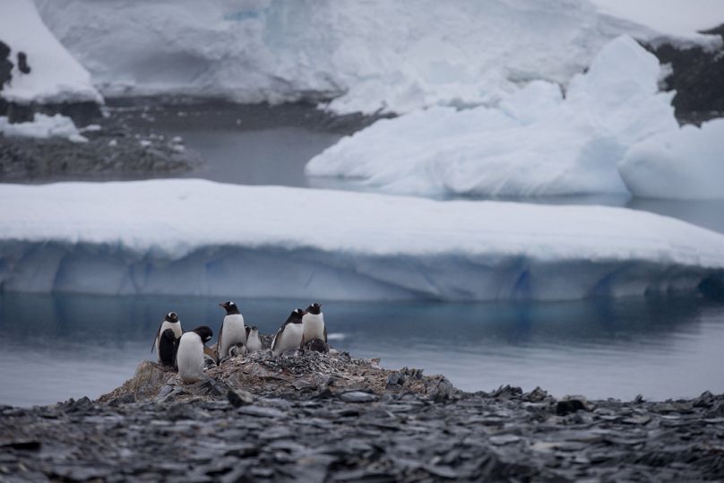 Gentoo penguins stand on rocks near the Chilean station Bernardo O'Higgins, Antarctica.