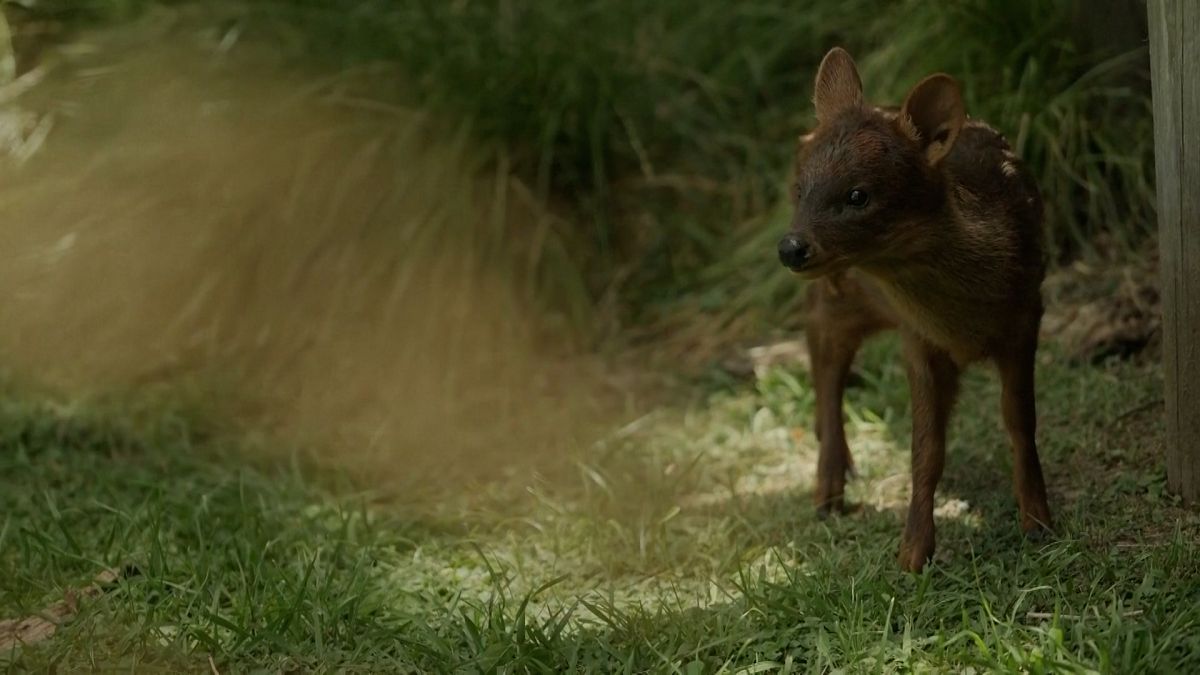 Rare birth of one of the smallest deer in the world