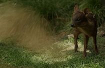 Baby Pudu, born on 6 November at the Temaikèn biopark in Buenos Aires, Argentina, on 11.12.2024