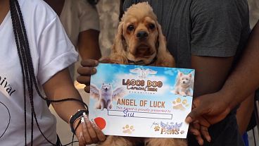 A dog proudly wears his Angel of Good Luck diploma during the Lagos dog carnival in Nigeria, 14.12.2024