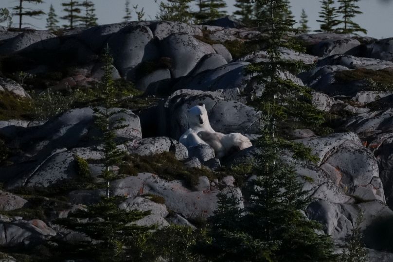 Kutup ayısı yavrusunu emziriyor, 7 Ağustos 2024, Churchill, Manitoba yakınlarında.