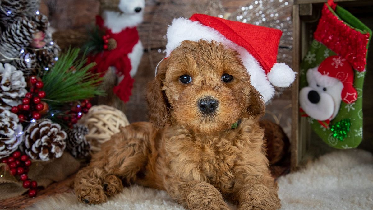 1000s of puppies and kittens are abandoned just after Xmas: Ethical alternatives for pet lovers