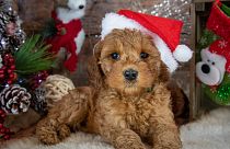 A puppy wears a Christmas hat