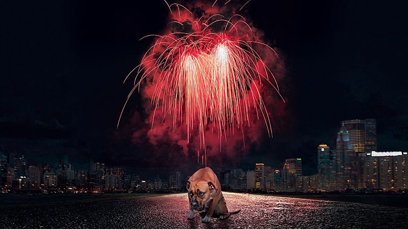 Dogs and cats are distressed by New Year fireworks