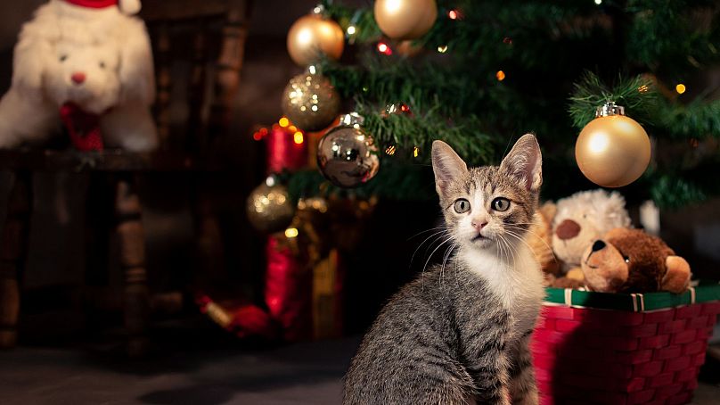 A kitten under a Christmas tree