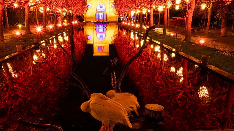 The Christmas lights trail at Wilhelma Botanical Gardens