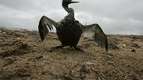 A bird covered in a thick layer of fuel spilt by an oil tanker in the Russian Black Sea.