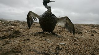 Oil spill ravages Black Sea shores, causing major environmental disaster