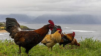  Nigerian teen sentenced to death over poultry theft to be pardoned