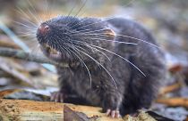 Semi-aquatic (amphibious) mouse (Daptomys sp.) that is new to science. 