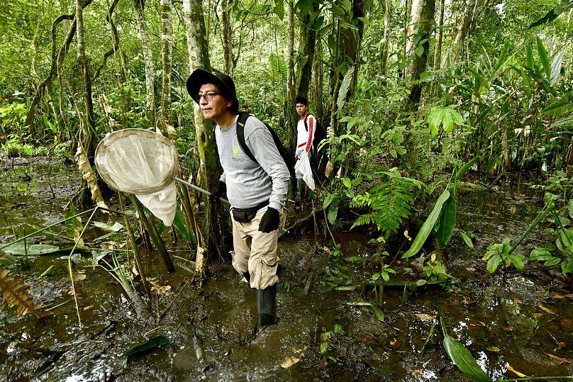 Members of the insect team survey a swamp forest using nets and various types of traps. 