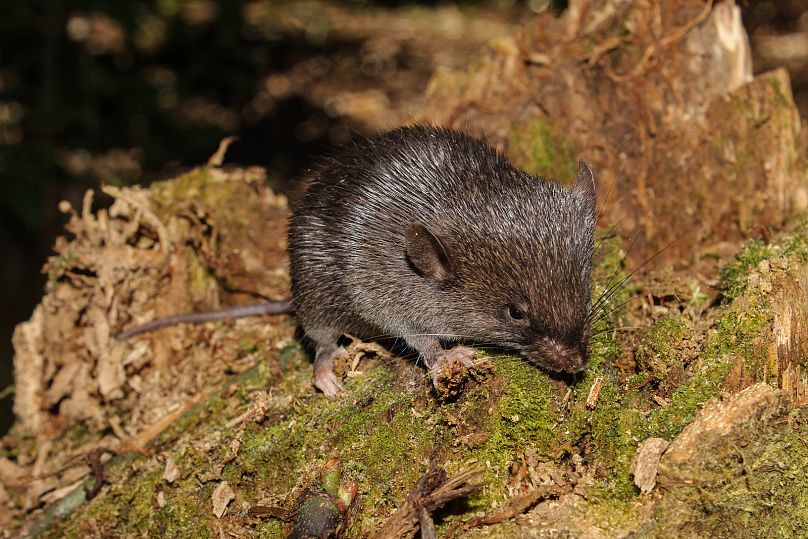 A new species of spiny mouse (Scolomys sp.), discovered on a Conservation International Rapid Assessment expedition into the Alto Mayo Landscape in Peru. 