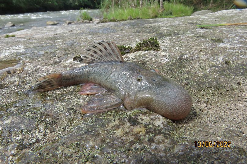 This ‘blob-headed’ fish (Chaetostoma sp.), is also new to science and was a shocking discovery due to its enlarged blob-like head.