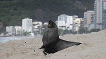 A fur seal stands on Ipanema beach in Rio de Janeiro, Brazil, 18.12.2024