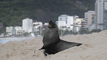A fur seal stands on Ipanema beach in Rio de Janeiro, Brazil, 18.12.2024