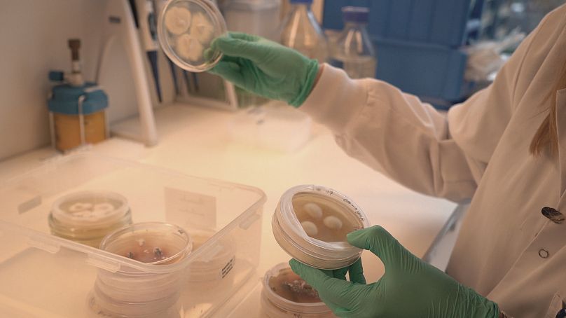 Micélios de vários fungos no Novo Nordisk Center para a Biosustentabilidade na Universidade Técnica da Dinamarca.