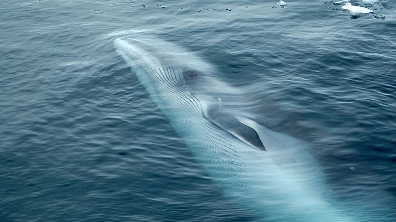 Marine life, such as minke whales could be affected by Rosebank's development