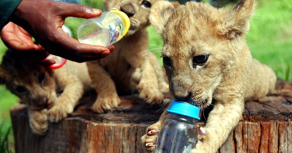 Footage of three rare Northern African lion cubs released