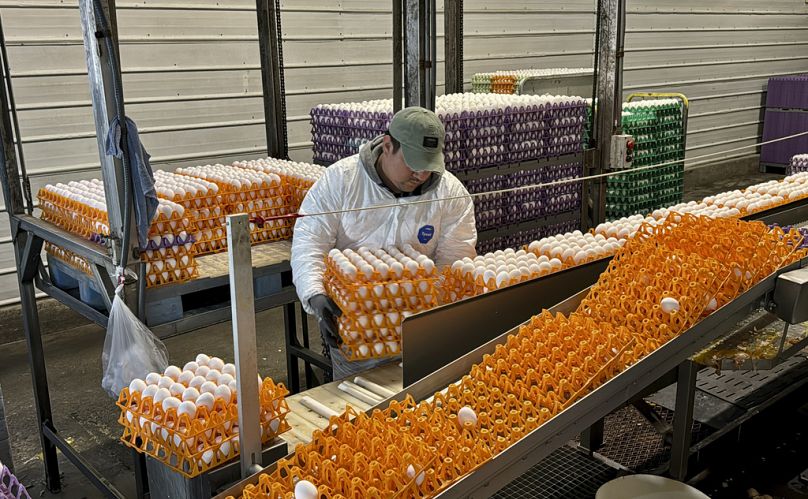 Son haftalarda kuş gribi salgınının görüldüğü Kaliforniya'daki Petaluma'daki Sunrise Farms işleme tesisinde bir işçi yumurta kasalarını taşıyor, 11 Ocak 2024.
