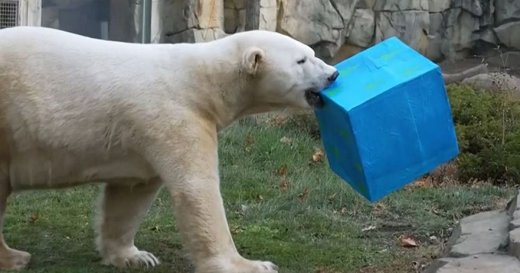 Animals at zoo in Chicago area receive food-filled Christmas presents