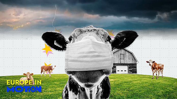 Olio d'oliva, latte e cereali: come sono cambiati i prezzi dei generi alimentari nel 2024