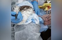 A rescuer collects a bird full of tar to take it to a care centre in the Krasnodar region of Russia, 25.12.2024