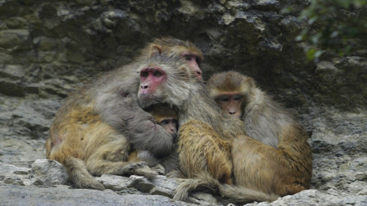 Il fait frisquet ? Les singes sauvages sur l'île japonaise de Shodoshima le pensent aussi