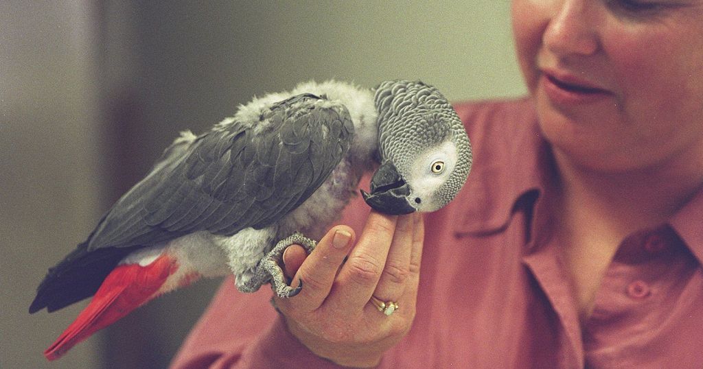 African grey parrots, victims of illegal trafficking