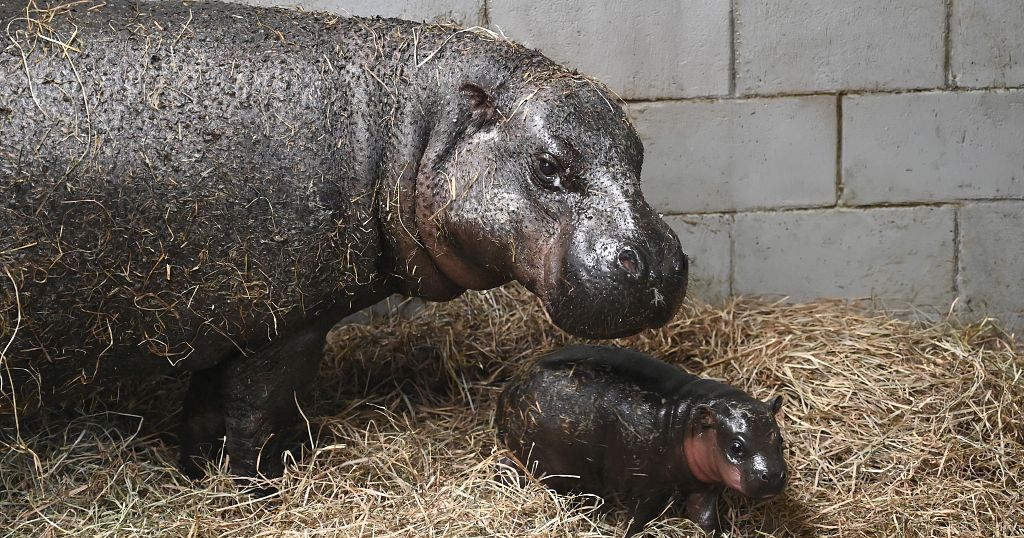 Endangered pygmy hippo born at Virginia zoo