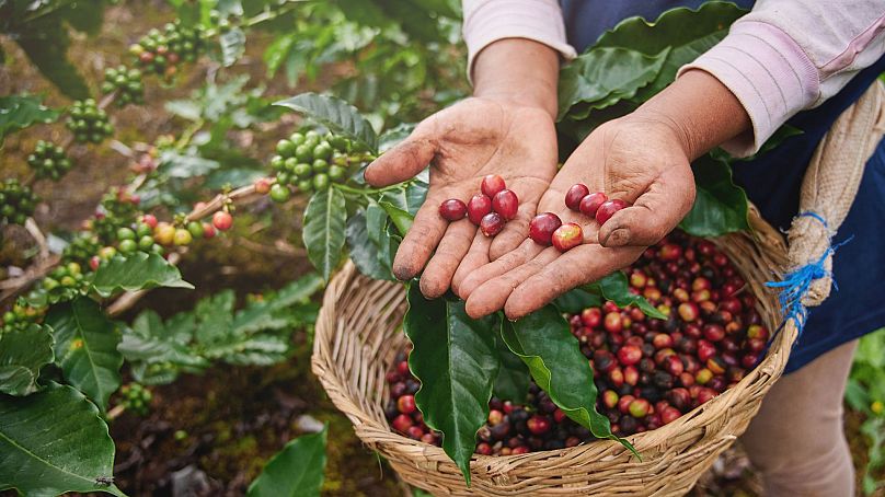 A coffee picker shows red cherries