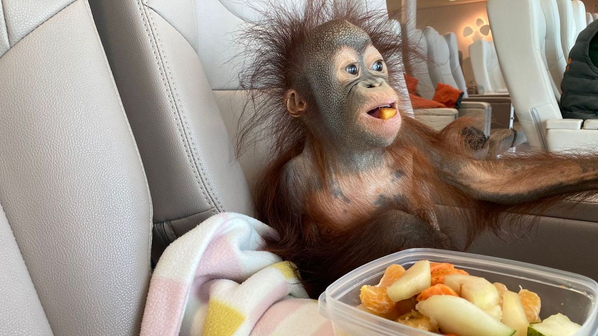 ‘Whirlwinds of orange’: Inside the rescue centre setting baby orangutans up for life