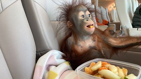 Kiwi travelled in style to Monkey World where she has begun rehabilitation.