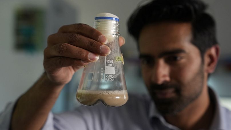 A member of the MiAlgae team works in the laboratory
