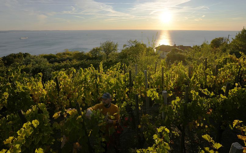 Le vigneron Milos Skabar, au centre, travaille dans son vignoble du cépage "Prosekar" à Prosecco, près de Trieste, en Italie, le vendredi 15 octobre 2021.