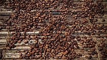 Côte d'Ivoire : le cacao à des prix records à l'approche des élections