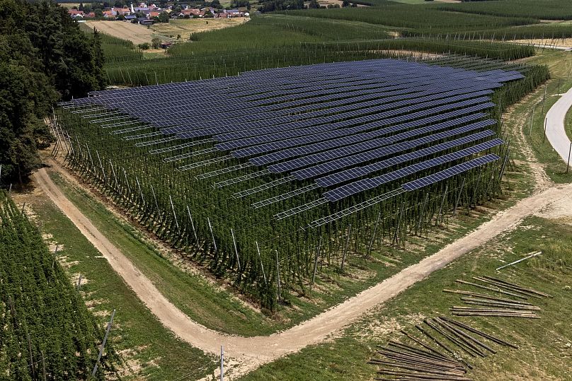 Des panneaux solaires sont montés sur des poteaux au-dessus d'un champ de houblon près de Au in der Hallertau, en Allemagne, le mercredi 19 juillet 2023.