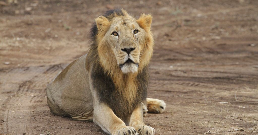 Boy, 7, survives five days in Zimbabwe game park among lions