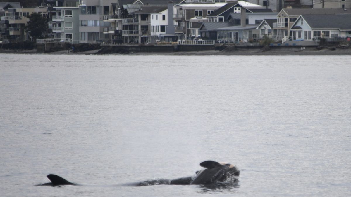 Bereaved orca mother carries a second dead calf