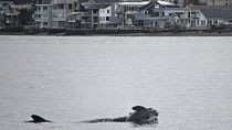 La orca Tahlequah carga con su cría muerta por segunda vez