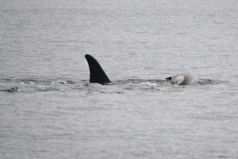 In this photo provided by NOAA Fisheries, Tahlequah carries the carcass of her dead calf 