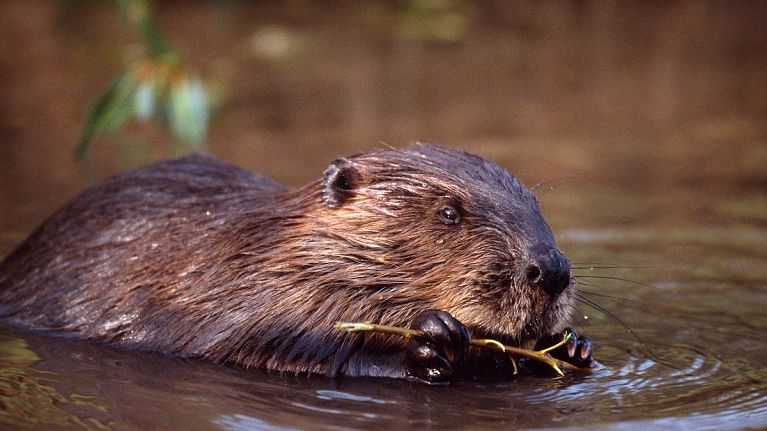 Beavers, great natural architects, are among the creatures found in the UK's rainforests Beavers, great natural architects, are among the creatures found in the UK's rainforests