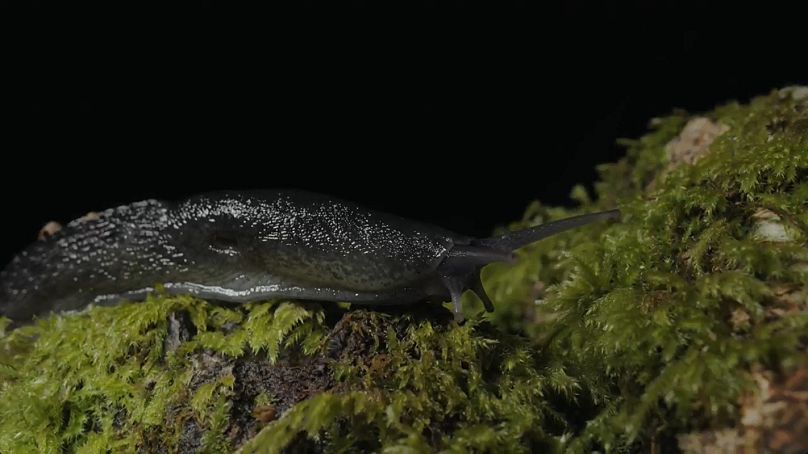 The Ash black slug is among the world’s largest land slugs 